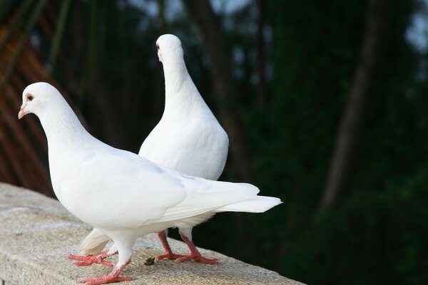 Two white pigeons are waiting for a wedding