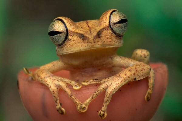 Ein Frosch sitzt in einem kleinen Pilz