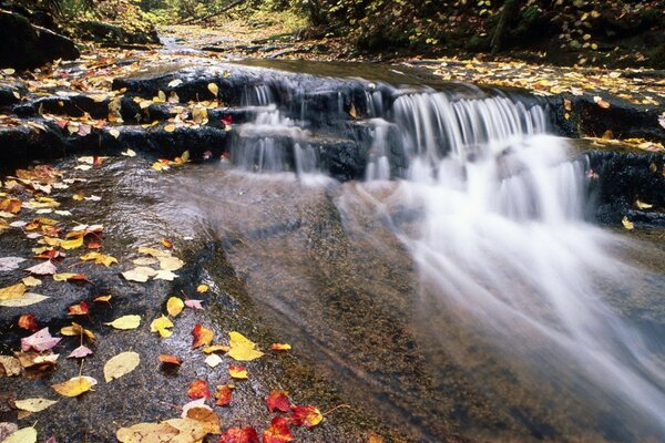 Foglie sull acqua. Autunno. Fiume con rapide. Acqua