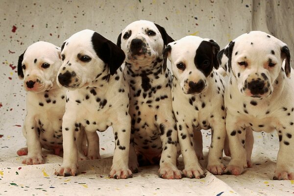 Cachorros dálmatas en un fondo manchado