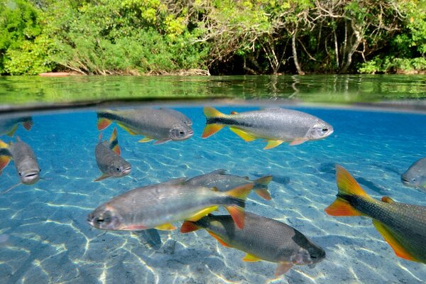 Poisson dans l eau cristalline