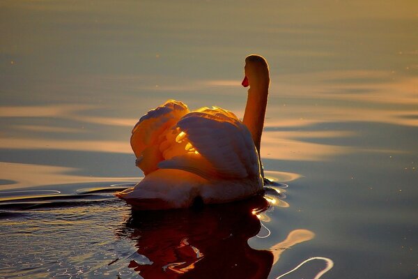 Cigno bianco che nuota ai raggi del tramonto