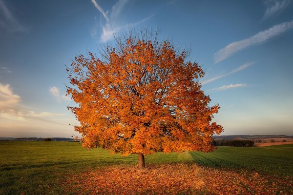 Árbol dinocoe. Hojas rojas. Cielo azul. Otoño