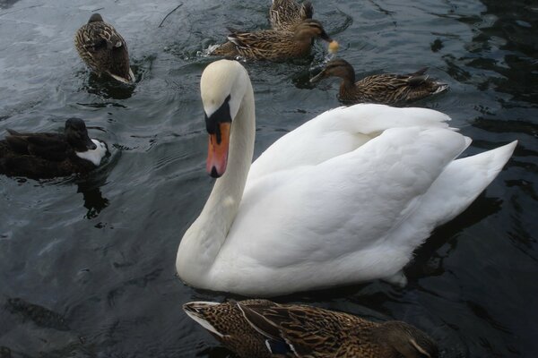 The white swan. Ducks on the pond