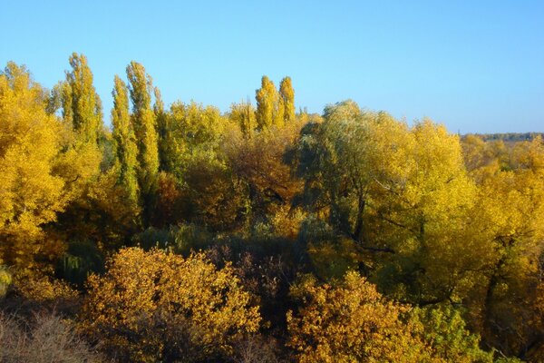 Осінній ліс в гірській місцевості