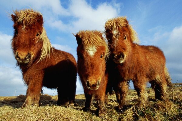 Hermosos animales contra el cielo azul