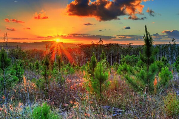 Sunrise and a field with Christmas trees