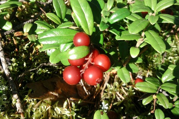 Bayas en el bosque. Lingonberry maduro