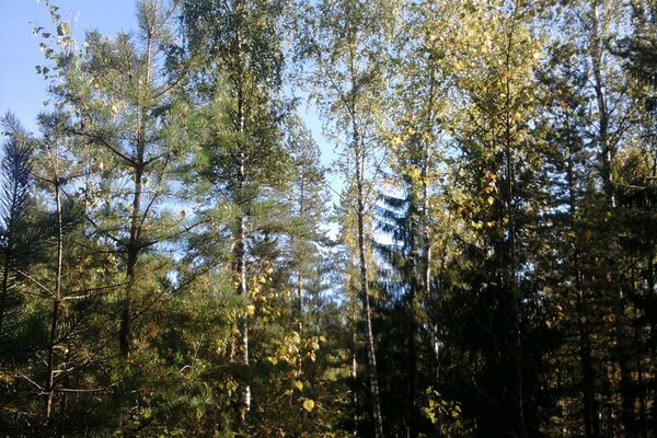 Trees in a green forest