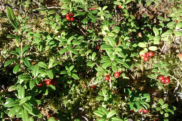 Nature gives a harvest. Beautiful cowberry