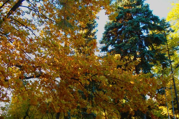 Die Farben des Herbstes. Herbstwald. Helles Laub. Bäume im Herbst