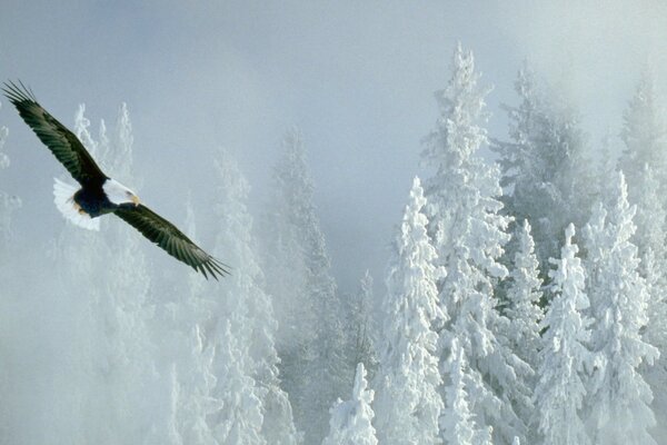 A stern eagle flies over the forest