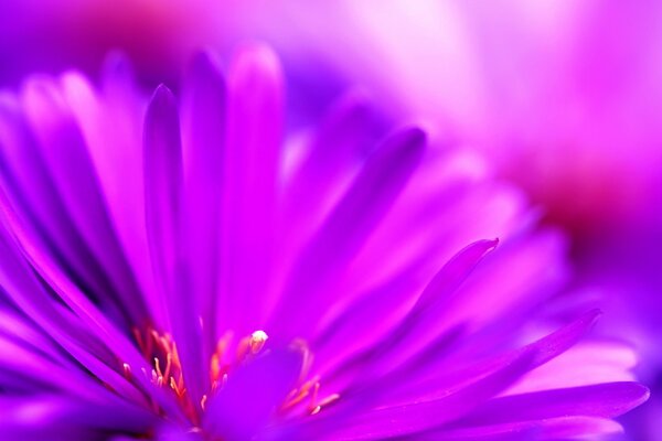 Bright blurred purple flower