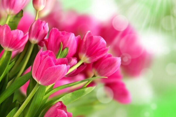 Comment les tulipes sont belles dans le jardin