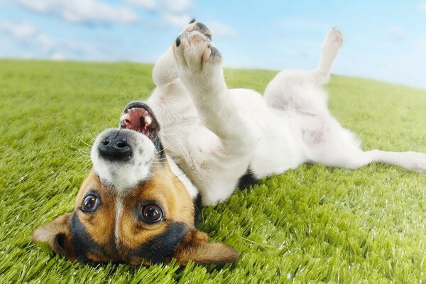 Cute puppy lying on the grass