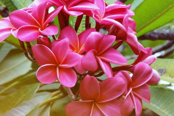 Fleurs rouges avec des feuilles vertes en gros plan