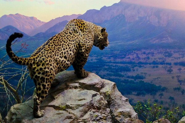 A leopard stalks its prey from a rock on a high cliff