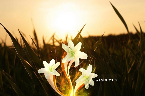 Drei weiße Blumen auf einem Feldhintergrund