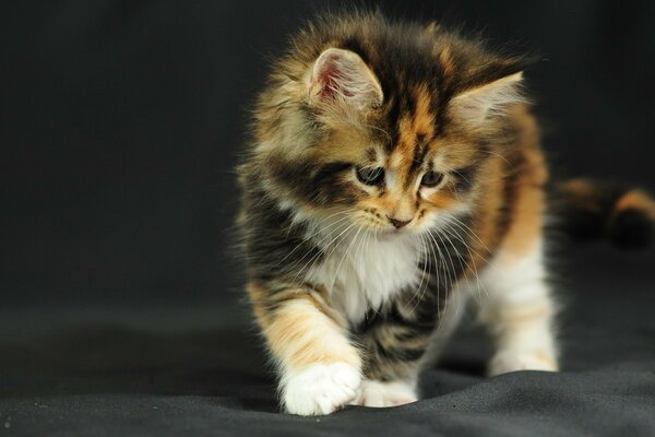 El gato es un mamífero, un lindo gatito