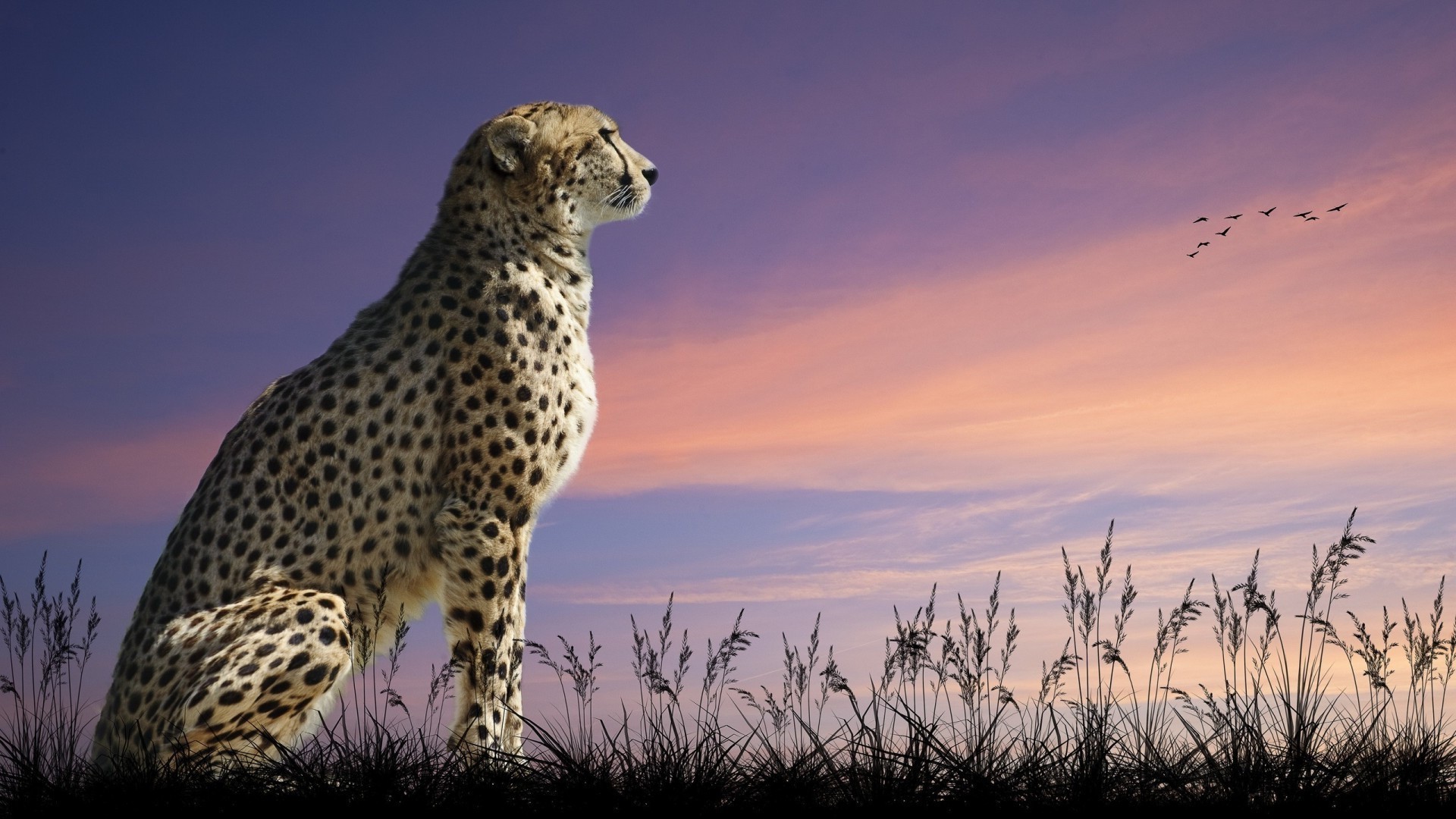 animals mammal wildlife cat cheetah animal nature safari outdoors predator grass