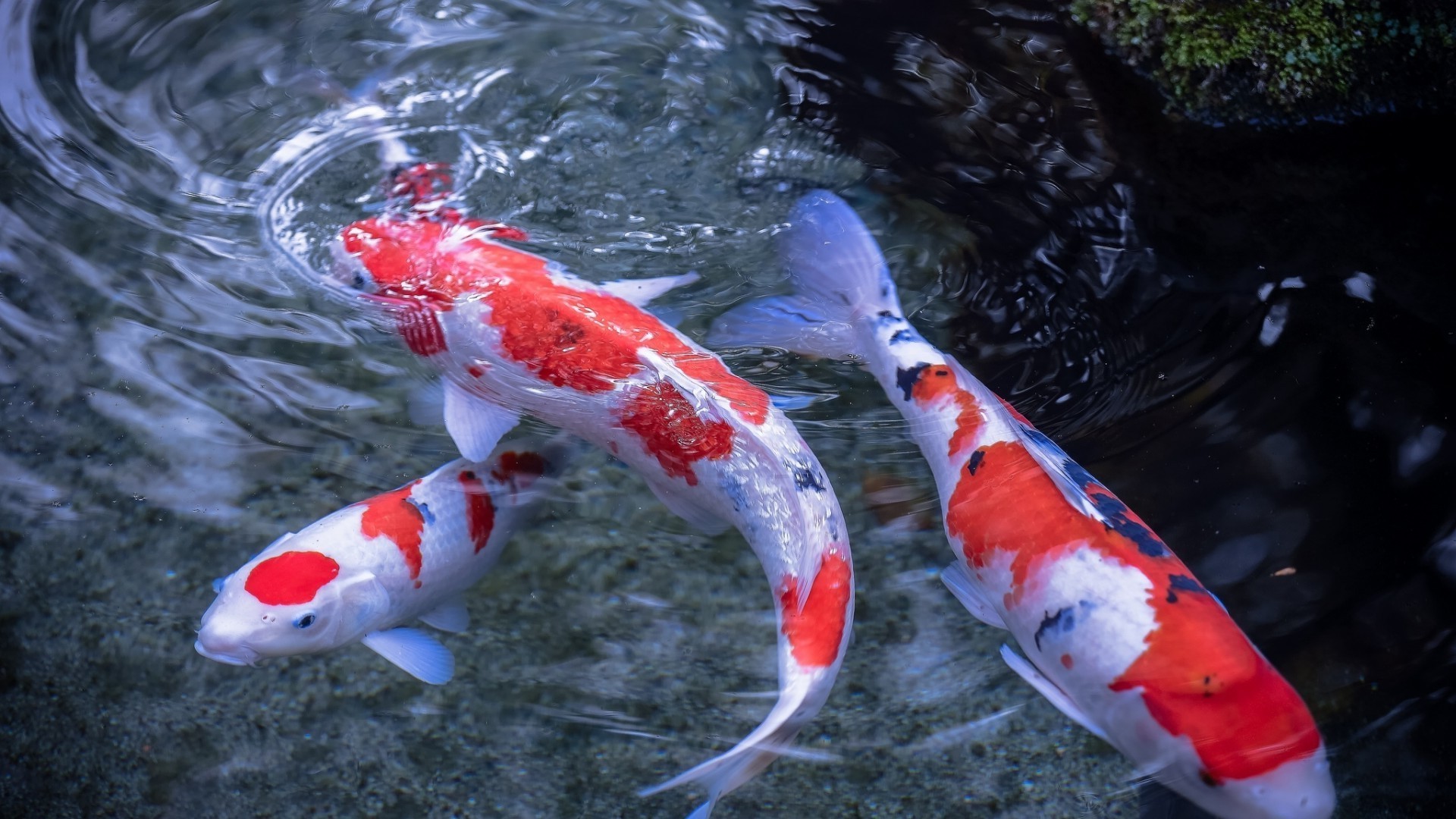 zwierzęta ryby woda pływanie podwodny morze natura akwarium fin karaś ocean złota rybka na zewnątrz