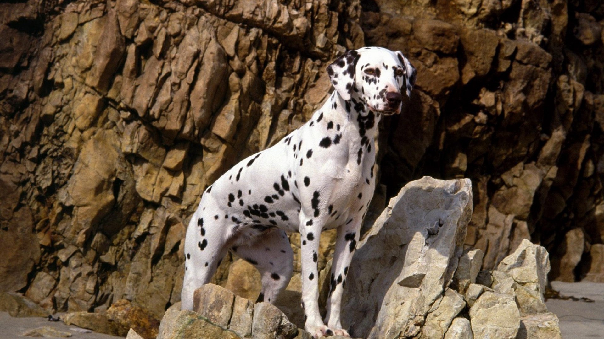 dogs animal nature mammal rock outdoors portrait