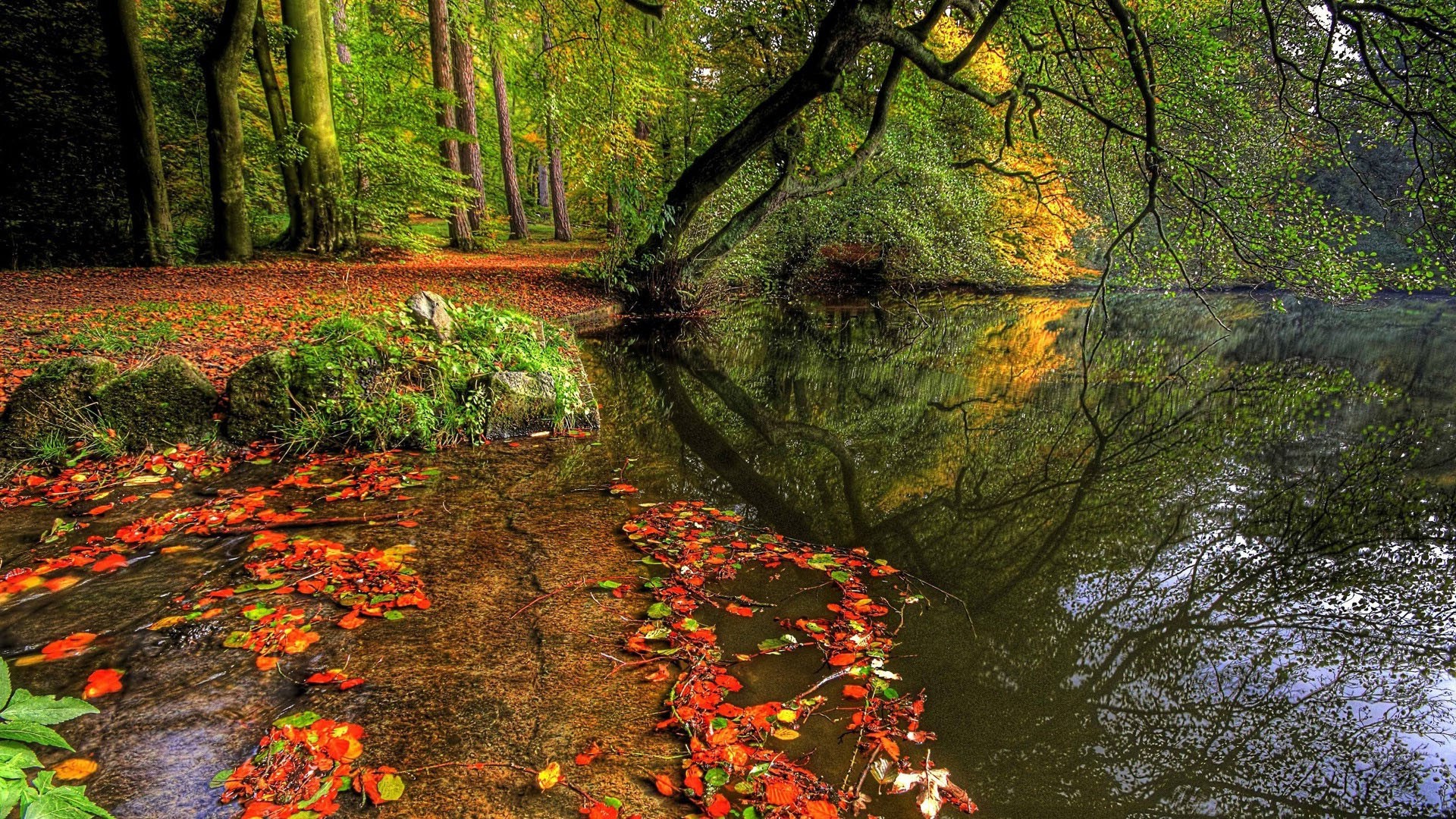 autumn fall leaf wood tree maple nature park landscape outdoors lush water