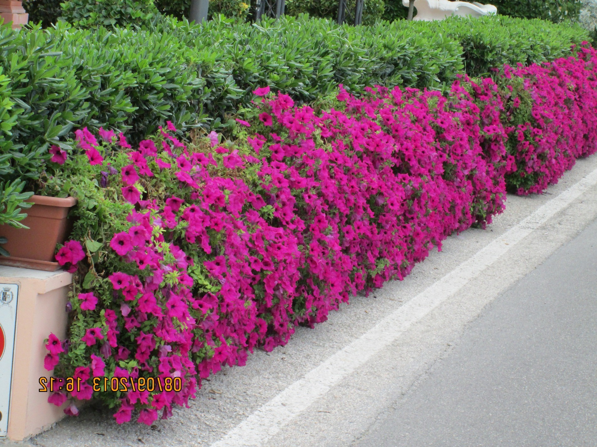 blumen blume garten flora sommer blühen natur rasen wachstum blatt farbe hof strauch blumen im freien im freien botanisch park