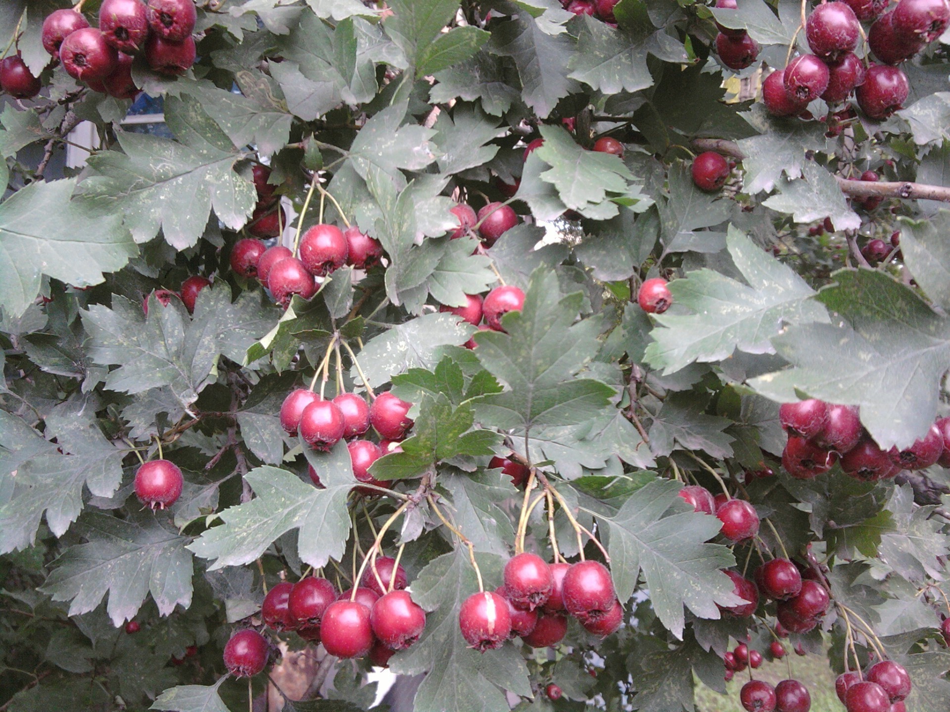 bagas árvore fruta folha natureza ramo baga pasto comida inverno temporada ao ar livre holly natal arbusto