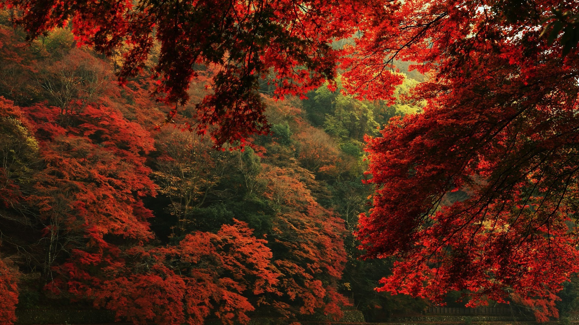 jesień jesień liść drzewo klon na zewnątrz drewna krajobraz bujne natura jasny park światło dzienne