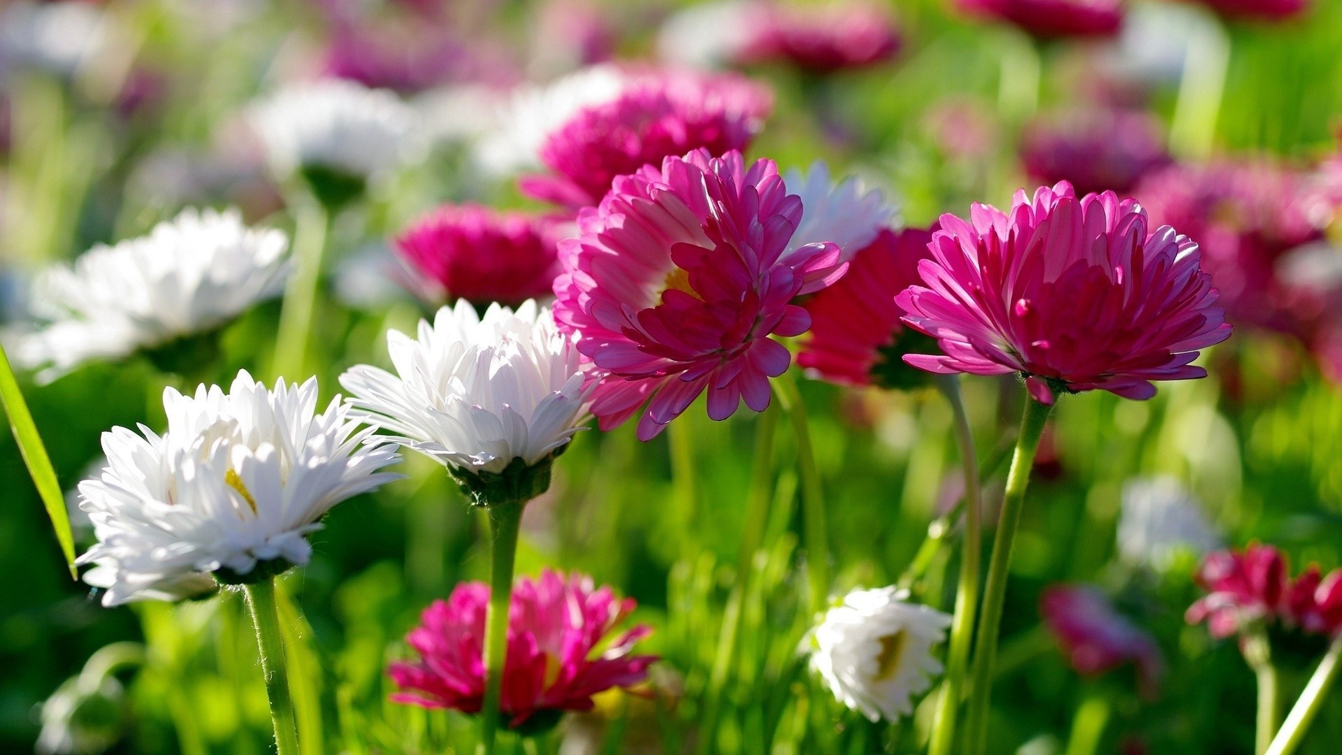 crisântemos flor natureza flora verão jardim blooming floral pétala campo folha crescimento brilhante cor feno temporada cabeça grama parque bom tempo