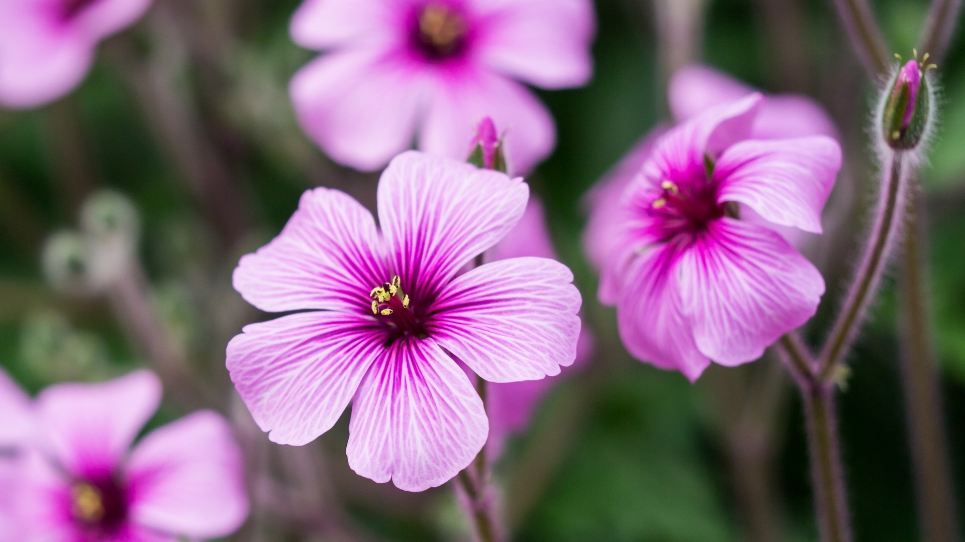 flowers flower nature flora garden blooming petal summer leaf floral color close-up bright beautiful outdoors botanical