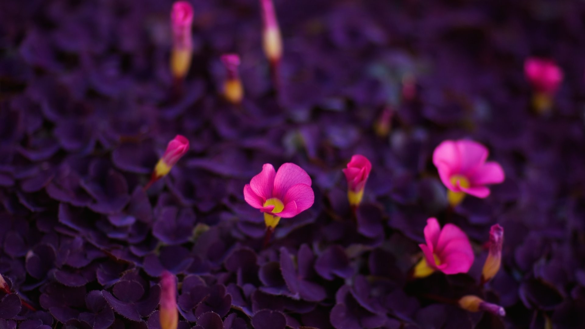 fleurs fleur nature flore jardin pétale couleur feuille floral bluming lumineux été belle croissance