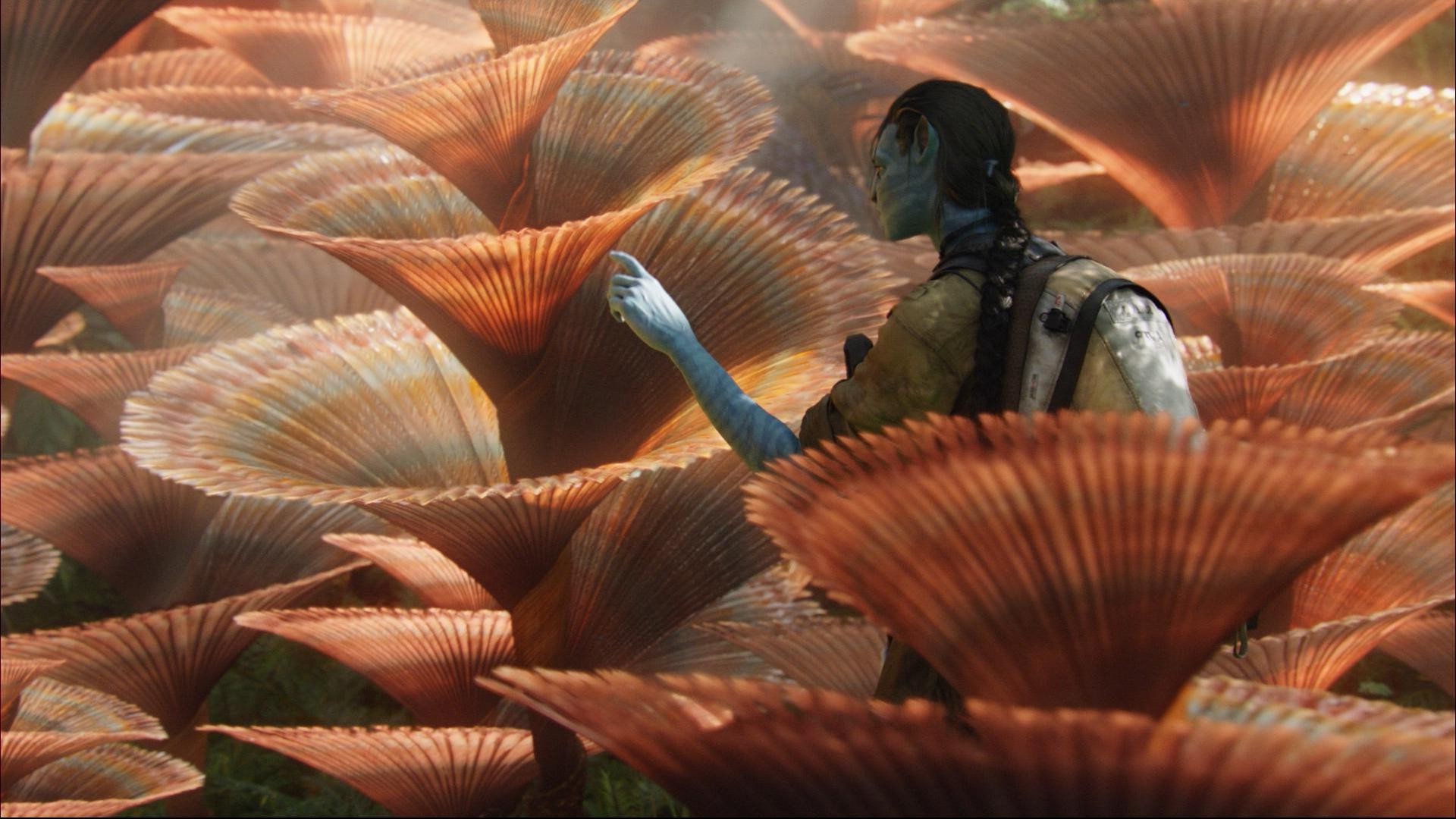 fantástico submarino invertebrados peces océano mar mariscos naturaleza agua grupo marina