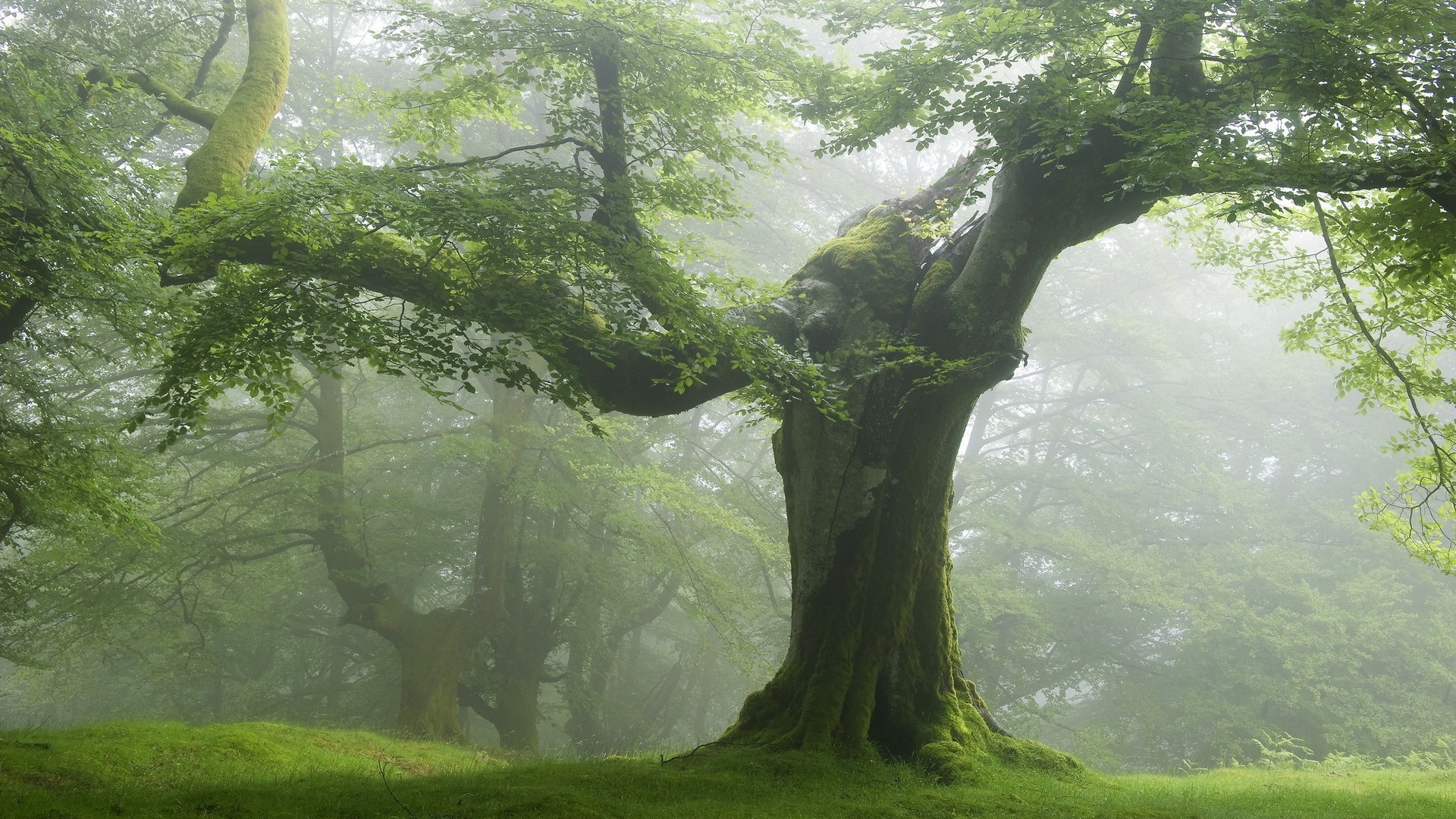 ağaçlar ahşap manzara ağaç yaprak yosun doğa park su çevre sis yemyeşil doğal sonbahar açık havada sis yaz kayın flora yağmur ormanı