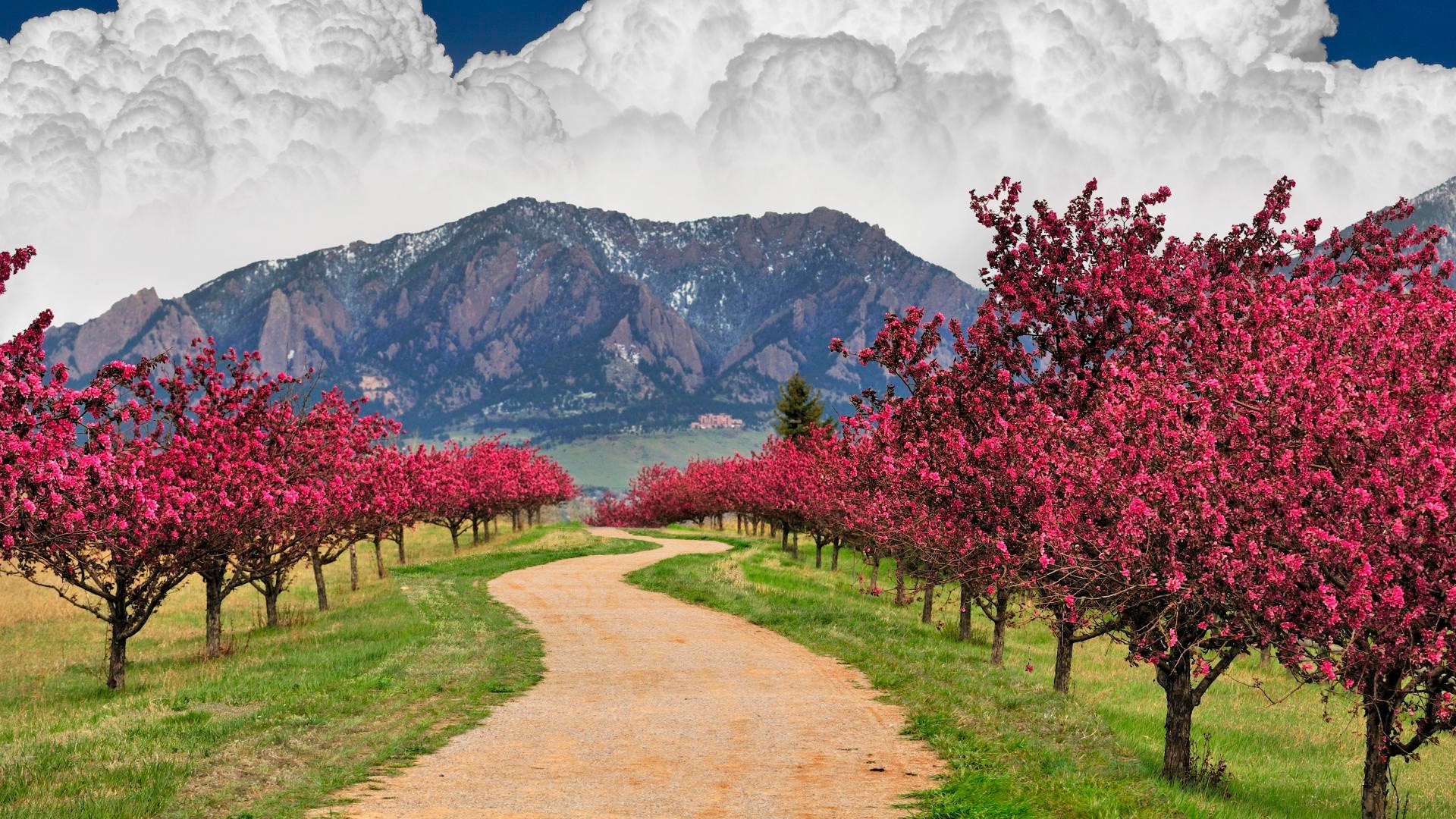 Поиск обоев весна яблоня цветкщая в разделе все категории 