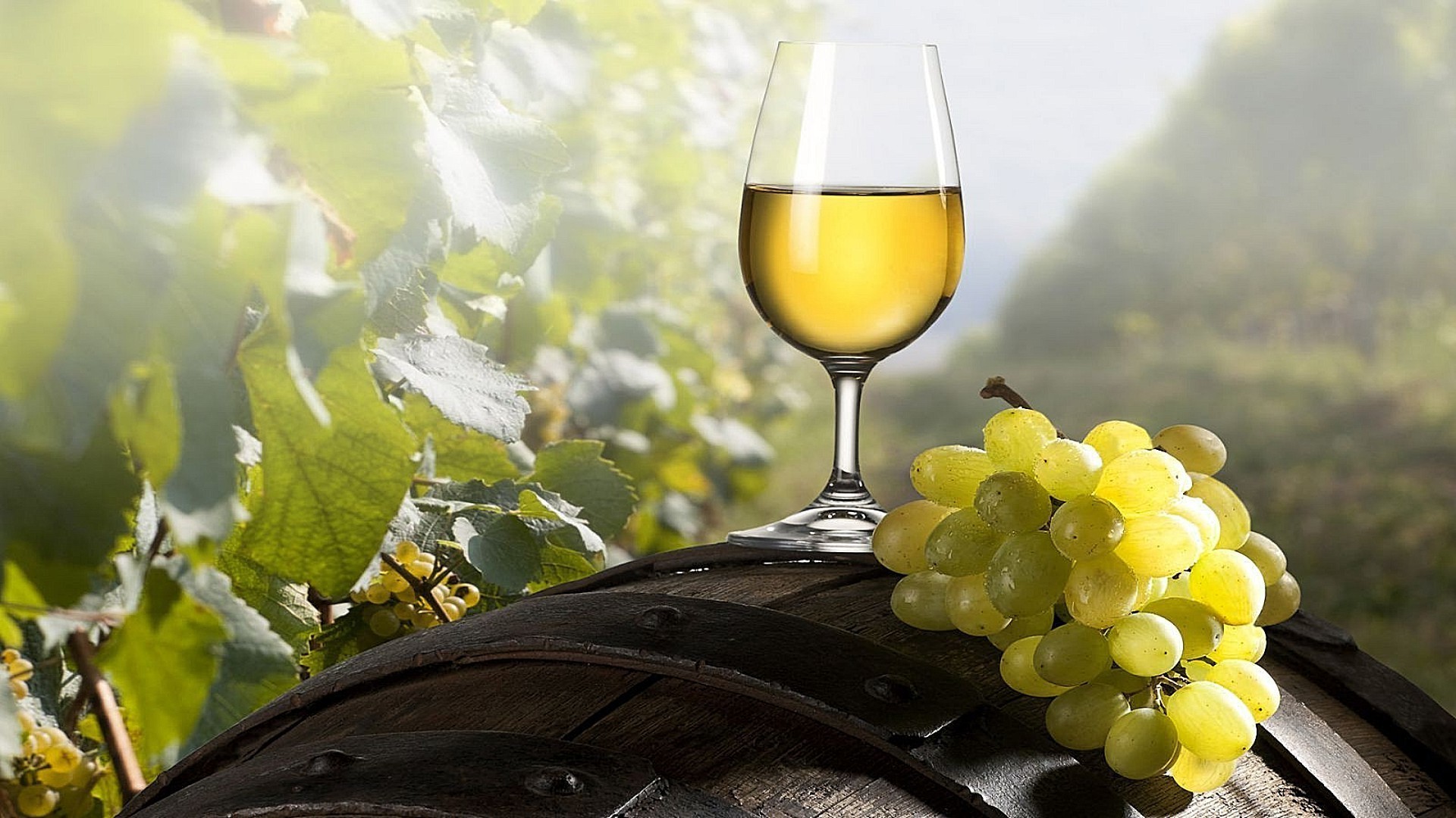 napoje wino winnica winogrona wino pić jesień szkło winnica uprawa winorośli natura liść alkohol jedzenie grapevine drewno owoce butelka chardonnay lato