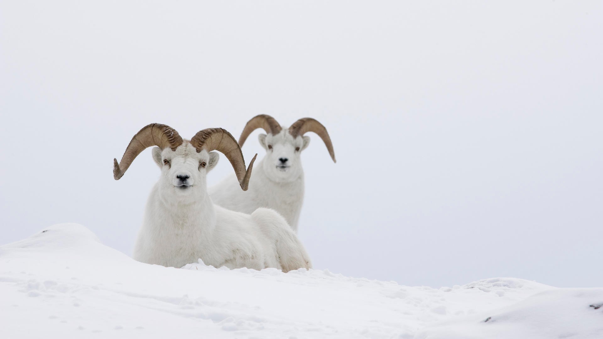 animals snow winter mammal outdoors nature