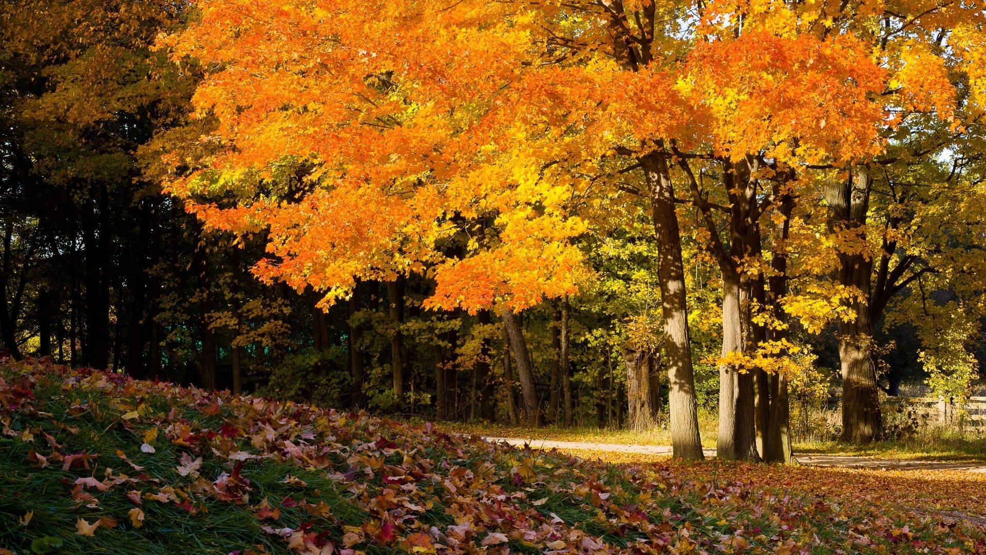 autunno autunno foglia di acero albero parco stagione paesaggio natura lussureggiante di legno oro all aperto scenic cambiamento