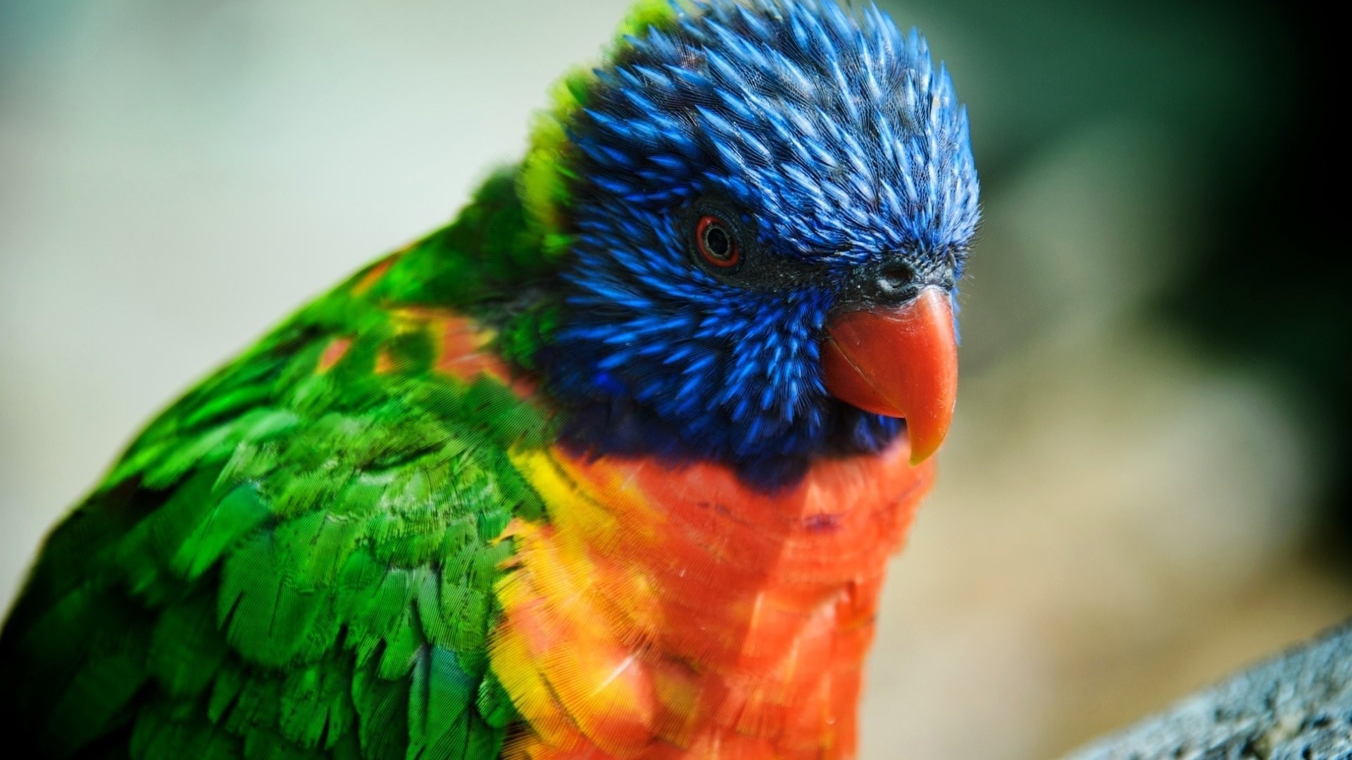 animales loro pájaro vida silvestre naturaleza color guacamayo animal zoológico brillante aviano