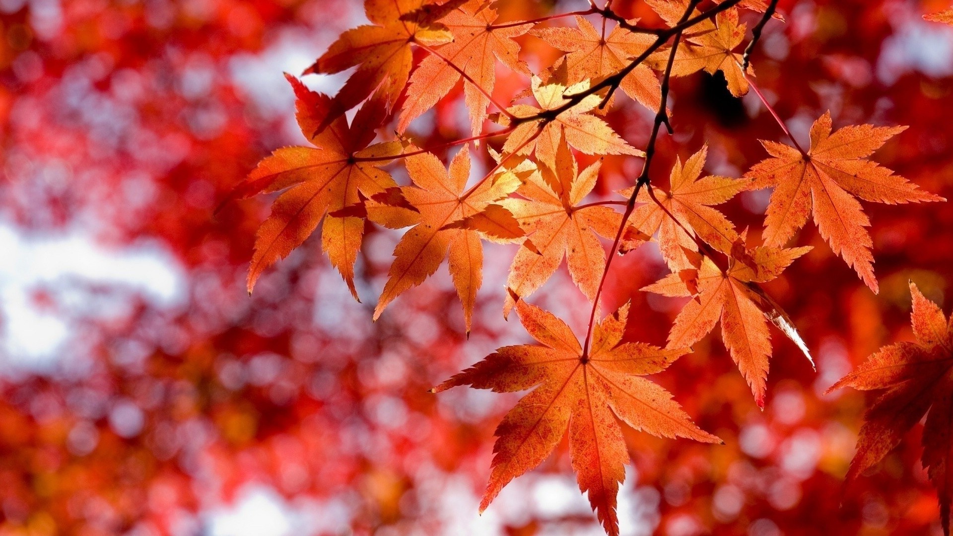 Осень речка деревья клен листья без смс