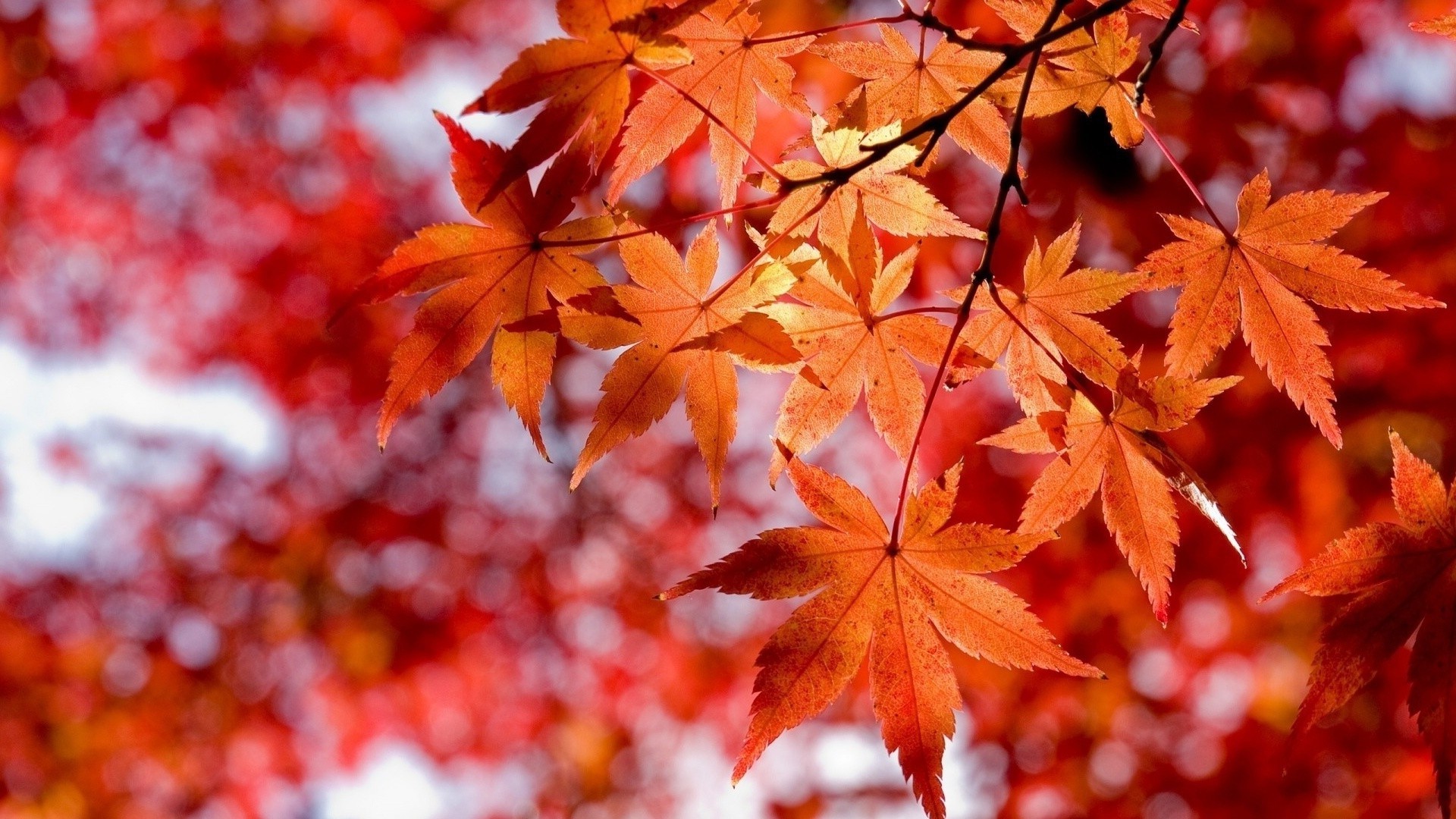 feuilles automne feuille érable lumineux nature à l extérieur luxuriant saison beau temps parc couleur