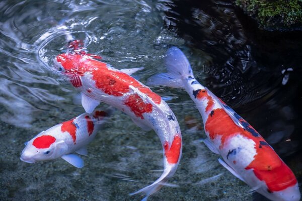 Schwimmen eines tierischen Unterwasserfisches