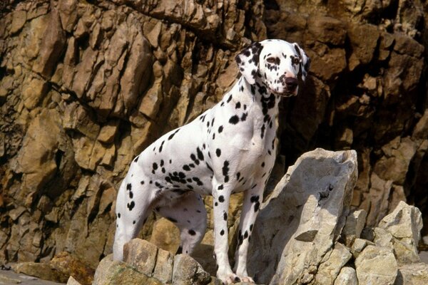 Adulte dalmatien debout et regarder