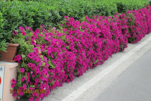 Flowering shrubs and here on the side of the road