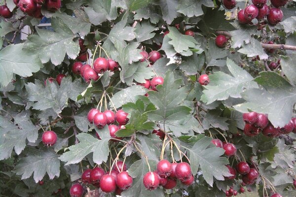 Cachos de viburnum: no inverno, haverá algo para comer pássaros