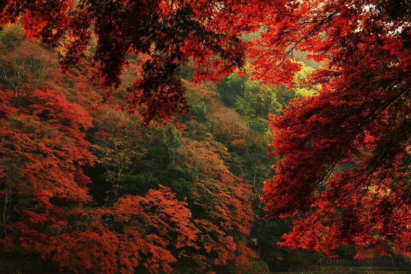 The red autumn has come - the greenery is retreating