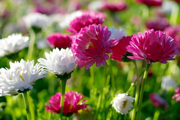 Bright flowers close-up