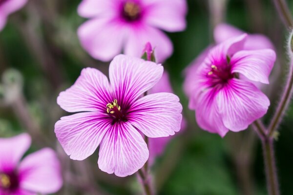 Purple flower on a spring meadow