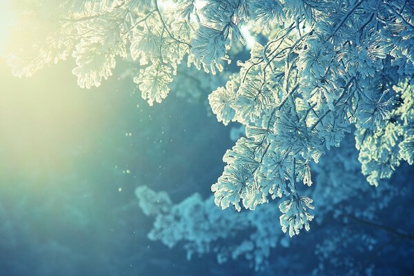 Monde sous-marin d hiver dans le gel